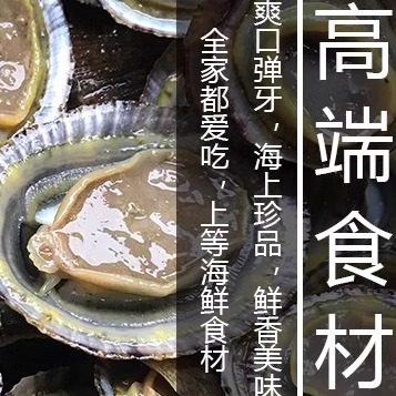 福建霞浦滩涂食用鲜活水产鲍海鲜帽斗笠螺石崖小鲍鱼网红厚盏 - 图1