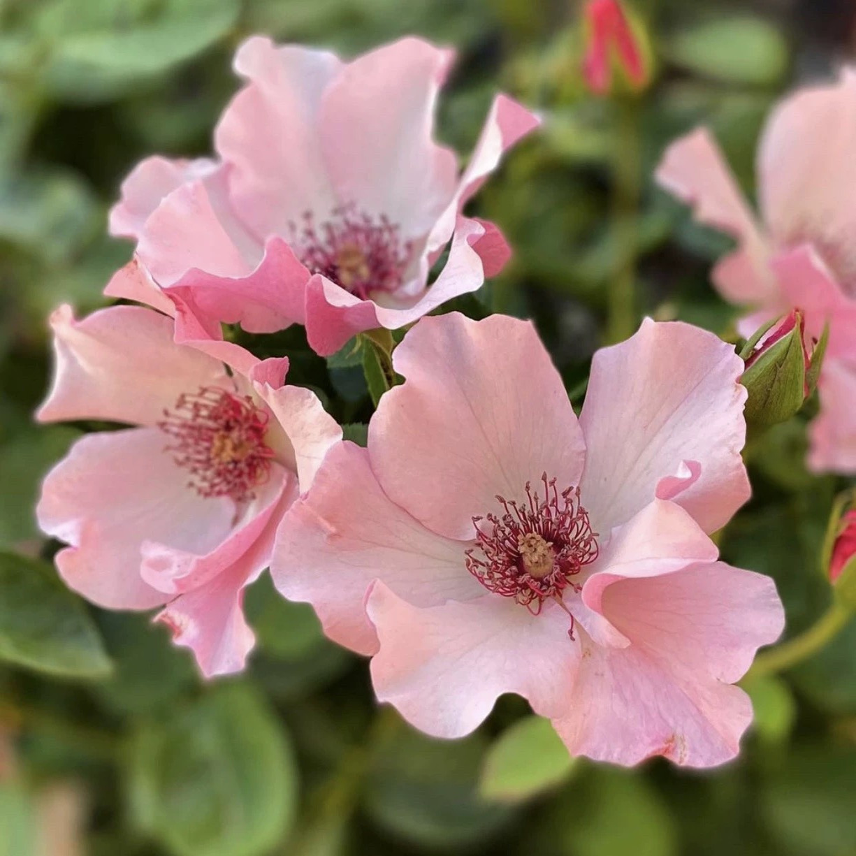 单提贝斯/俏丽贝丝 月季 小苗（灌木 淡香）耐热 单瓣 - 图1