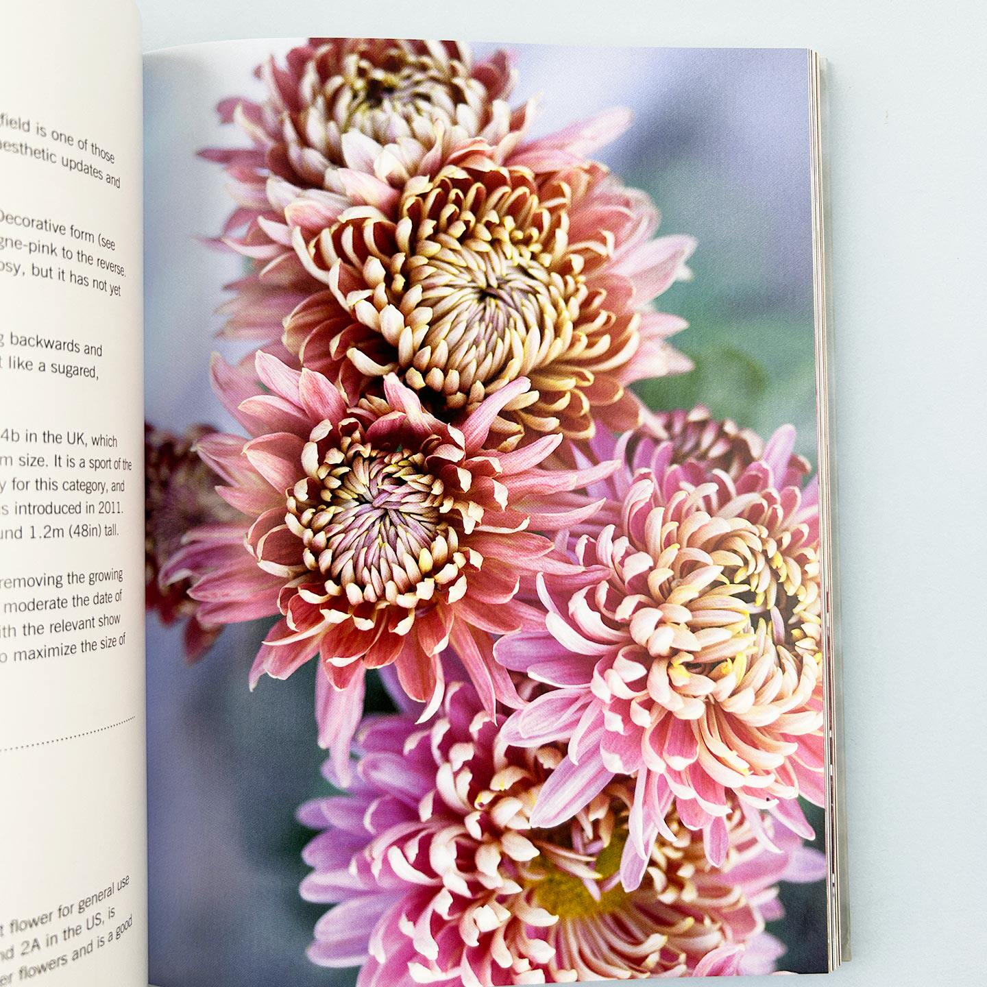 英文原版 Chrysanthemums Beautiful Varieties For Home and Garden 菊花 适合家庭和花园的美丽品种 精装花卉画册 英文版