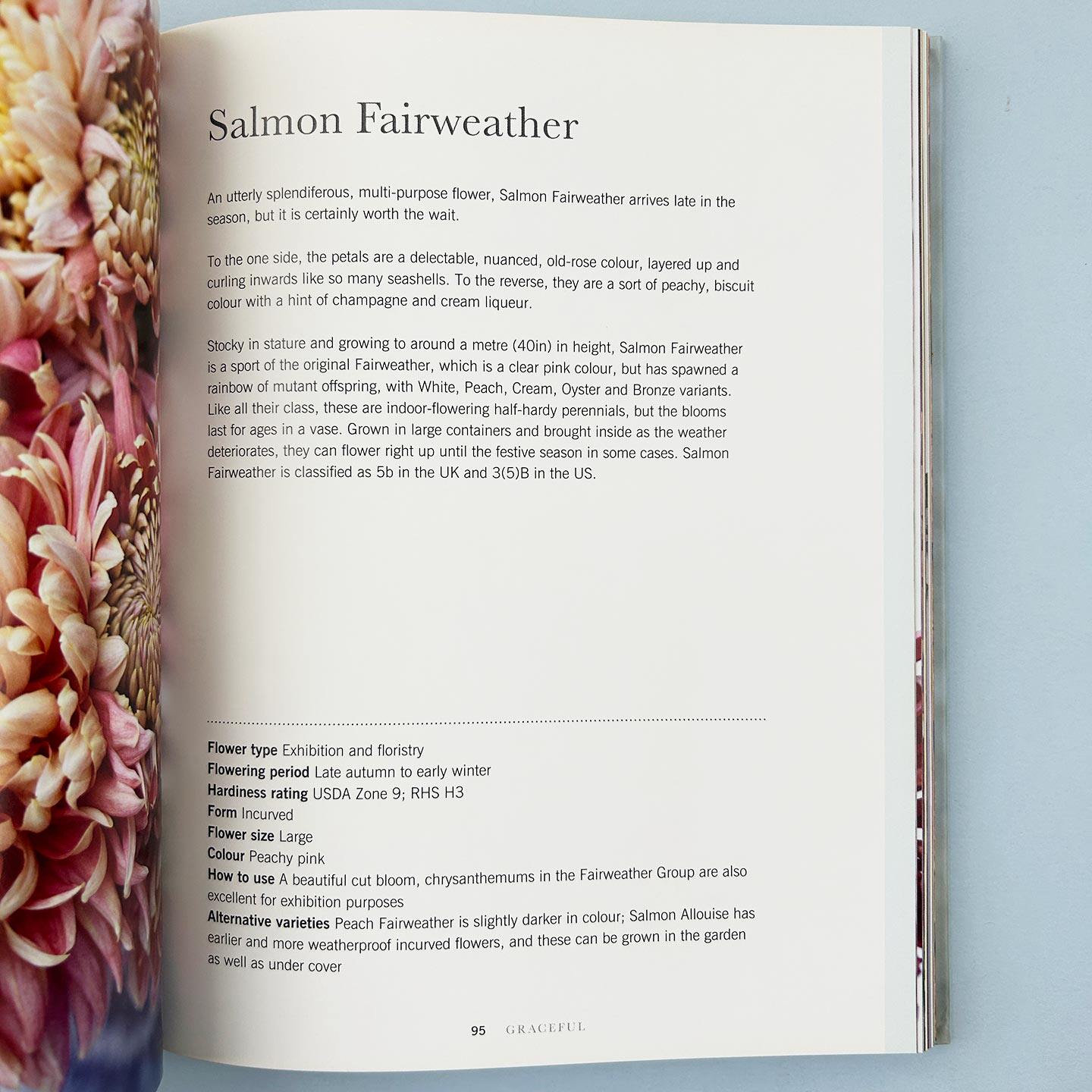 英文原版 Chrysanthemums Beautiful Varieties For Home and Garden 菊花 适合家庭和花园的美丽品种 精装花卉画册 英文版