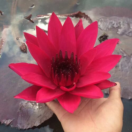 睡莲荷花莲花原土原盆带花苞成品苗开花水养池塘阳台水生植物根块 - 图3