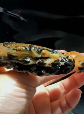 高贵羊角手镯龙年生肖镯子民族风国风2024新年礼物开口镯小众饰品