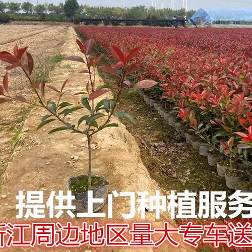 红叶石楠树苗小苗球形庭院火焰红四季常青绿篱笆彩色工程绿化苗木 - 图3