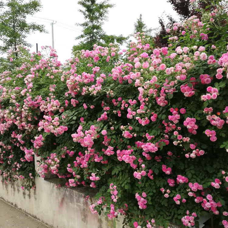 蔷薇花苗爬藤四季开花植物庭院花卉耐寒十姐妹蔷薇浓香型无刺蔷薇-图1