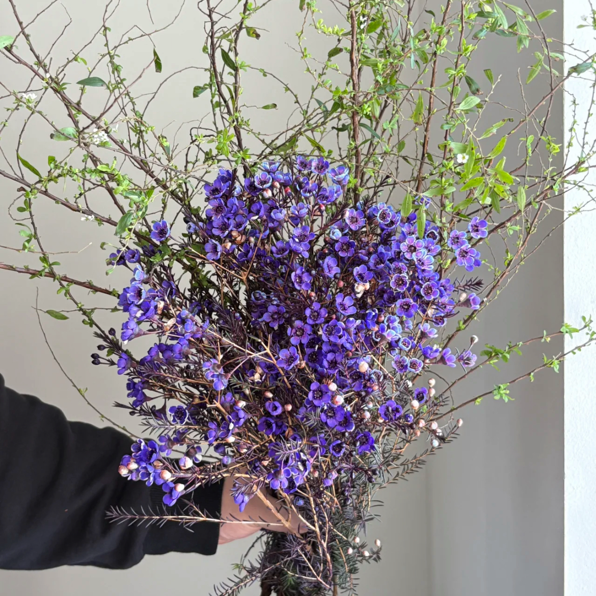 雪柳花鲜花腊梅节日鲜花束家庭混搭花束鲜花速递家庭水养鲜切花,淘宝优惠券,粉丝福利购,淘宝优惠卷