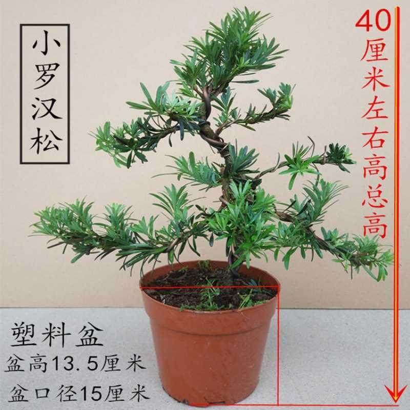 罗汉松盆栽小叶雀舌罗汉松绿植花卉室内造型树苗老桩阳台常青盆景,淘宝优惠券,粉丝福利购,淘宝优惠卷