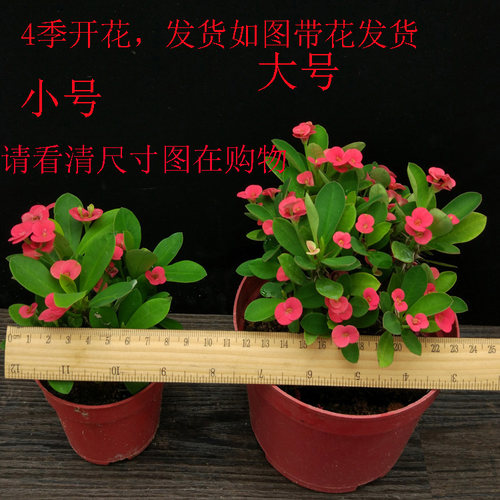虎刺梅铁海棠花苗带花四季开花阳台庭院盆栽花卉室内客厅植物包邮 - 图1