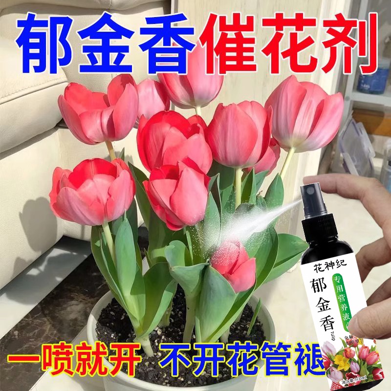 【巨好用】郁金香水培营养液专用种球发霉腐烂促发芽开花液体肥料 - 图0