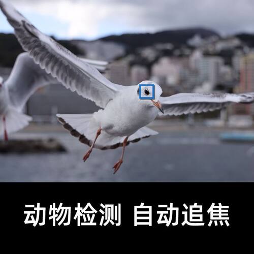 Canon/佳能EOS R5单机身全画幅专业微单24-105数码照相机专微套机 - 图1