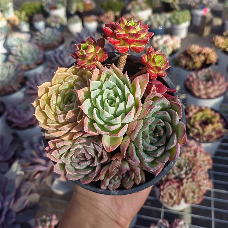 多肉组合 多肉植物云南精品 防辐射吸甲醛盆栽花卉新手组合阳台露 - 图1