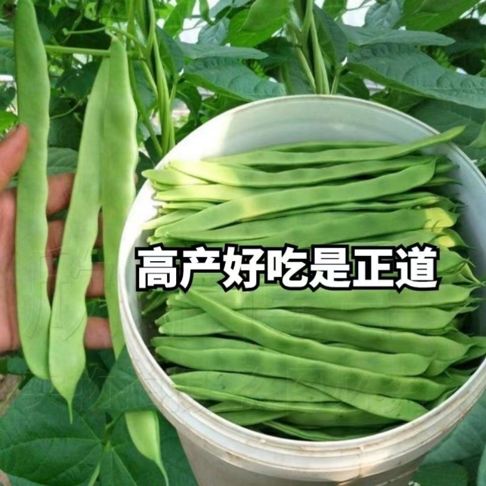 高产宽扁芸豆种子无筋架豆种子三扁二扁芸豆种四季豆种子各地可种-图3