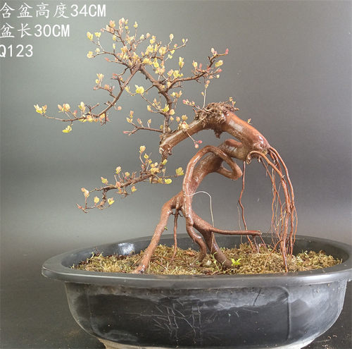 小叶红芽雀梅盆景 精品雀梅老桩 怪桩盆景桌面小型盆栽 矮霸 阳台 - 图3