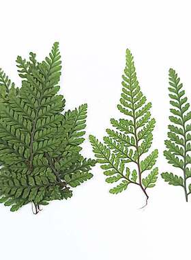 蕨类真树叶集合植物标本diy干花