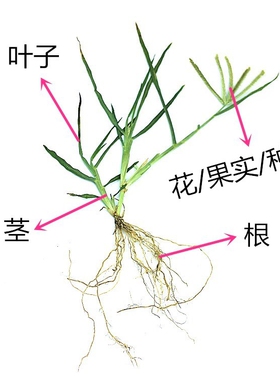 整株植物标本带根根茎押花干花