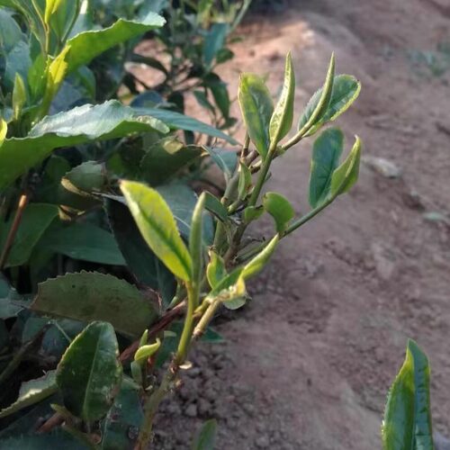 2026年日照绿茶新春茶叶一级山东茶绿茶高山云雾炒青500g袋装 - 图3