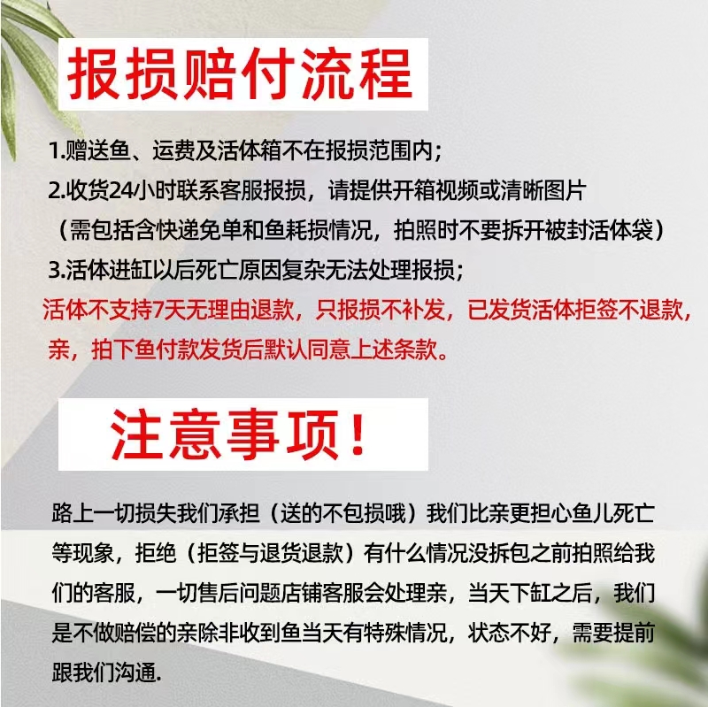 草金鱼活鱼锦鲫活体锦鲤观赏鱼冷水鱼淡水鱼小型鱼苗红鲫鱼花草金 - 图2