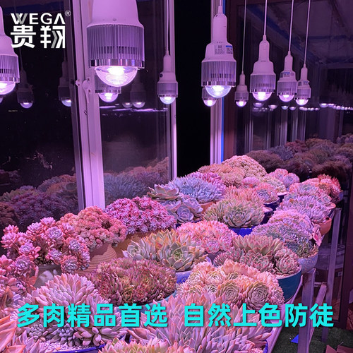 贵翔 多肉补光灯家用上色全光谱防徒长LED仿太阳光光照植物生长灯 - 图1