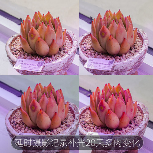 wega贵翔植物生长灯全光谱仿太阳多肉补光上色防徒家用大功率灯管 - 图2