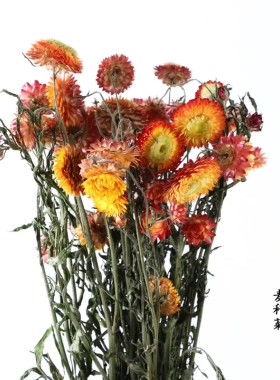 麦秆菊干花七彩菊雏菊干花花束七夕情人节花束花材场景布置花
