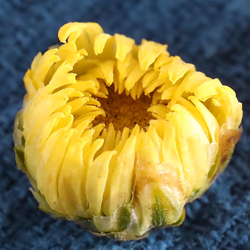 桐乡官方旗舰店特级正品干杭白菊 主角代用/花草茶