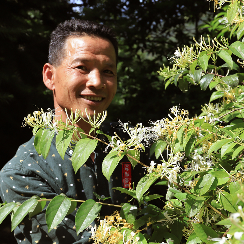 金银花清火野生200g瓶装农家自晒无硫干花清热下火解暑凉茶草药材