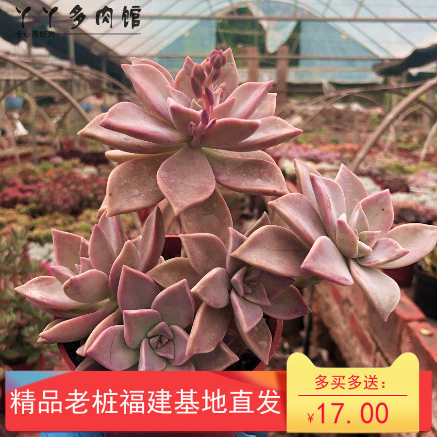 胧月韩彩莲老桩粉色精品多肉植物室内电脑桌面防辐射吸甲醛易爆盆