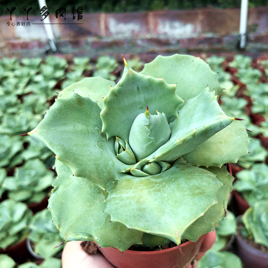 王妃雷神 多肉植物龙舌兰科 度夏办公室阳台防辐射吸甲醛观赏性强