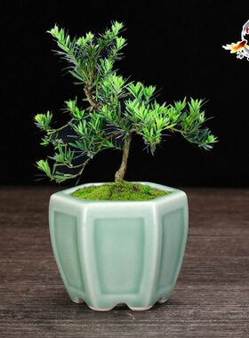 花盆陶瓷高级感小号釉水紫砂花盆
