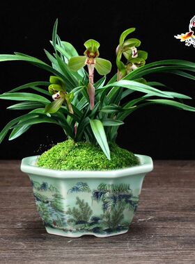 紫砂花盆青瓷六方多肉专用盆陶瓷