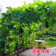 Anti-rust arch flower stand plant climbing pergola manufacturer self-sale