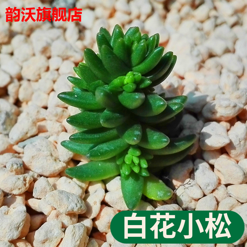 多肉植物 大和锦 盆栽绿植花卉盆花组合多肉办公室盆景 - 图0