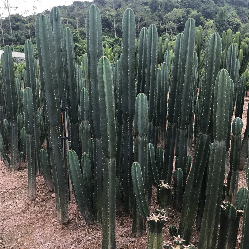 量天尺仙人掌多肉植物北欧风仙人柱无刺天伦柱大型好养绿植花卉_虎窝淘