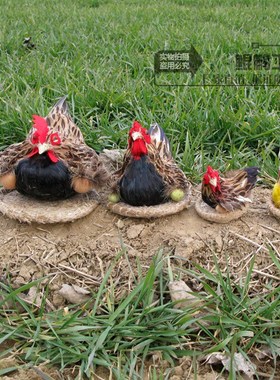 羽毛家禽类母鸡摄影静态工艺品