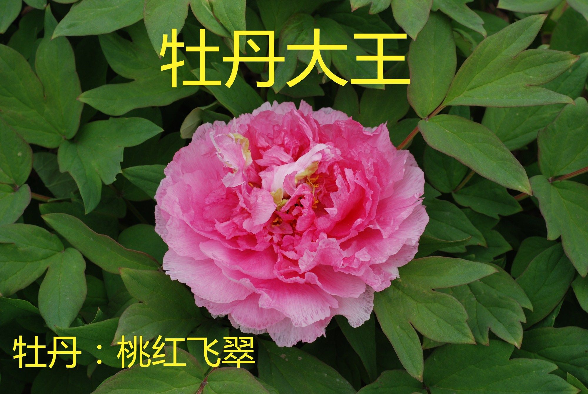 牡丹桃红飞翠图片,桃红花图片_大山谷图库