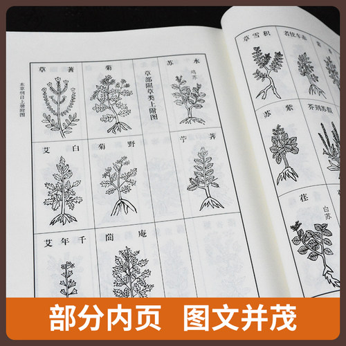 正版 本草纲目  二2版校点本上下册 李时珍原著无删减中医药物学中草药本草类专著中医养生入门书籍黄帝内经中药材人民卫生出版社 - 图1