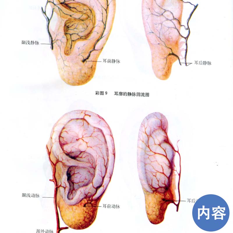 正版医学书耳穴治疗学黄丽春二版第2版黄丽春耳穴诊断与治疗中医外治书耳穴疗法书籍中医书籍医学类书籍耳鼻喉科-图0