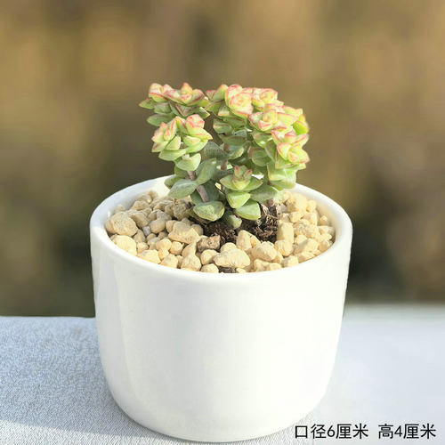 桃蛋多肉熊童子植物小米星盆栽肉钱串花卉红宝石吸财树绿植吉娃娃 - 图1