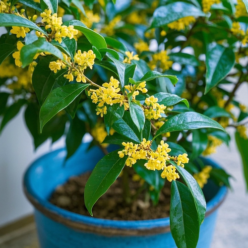 四季桂花树苗桂花苗盆栽四季室内外浓香型阳台花卉绿植庭院 - 图1