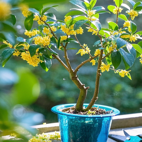 四季桂花树苗桂花苗盆栽四季室内外浓香型阳台花卉绿植庭院 - 图2