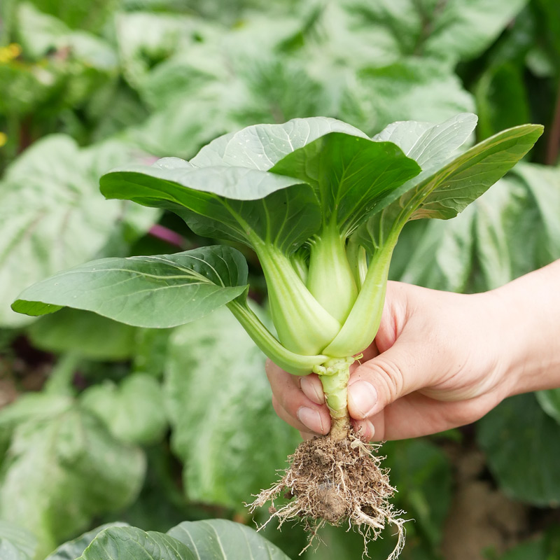 矮脚青梗菜种籽阳台小油菜四季菜籽种上海青种子孑菜种抗寒籽种 - 图2