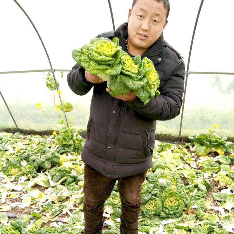 黄心乌菜种种子种籽乌塌菜四季白菜春天青菜蔬菜孑大全春季菜籽 - 图3