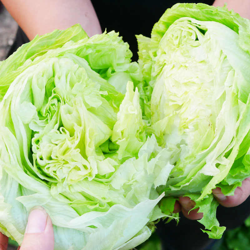 结球生菜种孑四季种子球形包心青菜春季籽种耐热菜种籽阳台南方 - 图3