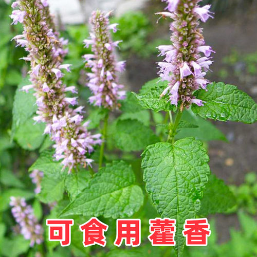 食用藿香苗盆栽香草苗绿植种子好养活四季种籽河南大叶孑药材秧苗 - 图3