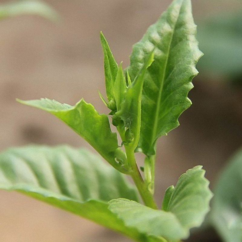 明月草苗盆栽白背菜降糖草神仙草蔬菜种植食用植物白子菜金鸡毛草 - 图2