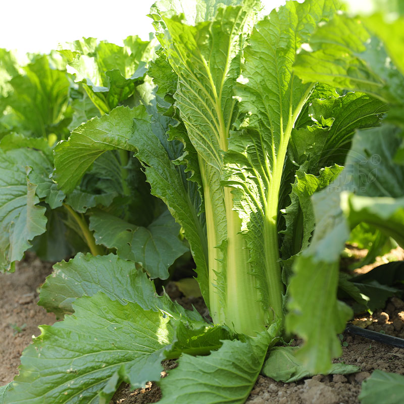 天津绿青口大白菜种子种籽青麻叶春季高产夏季菜籽四季菜种蔬菜孑 - 图3