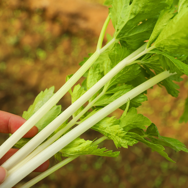 四季白芹菜种籽四川白杆籽种白梗种孑实心春季菜籽种蔬菜子菜种 - 图2