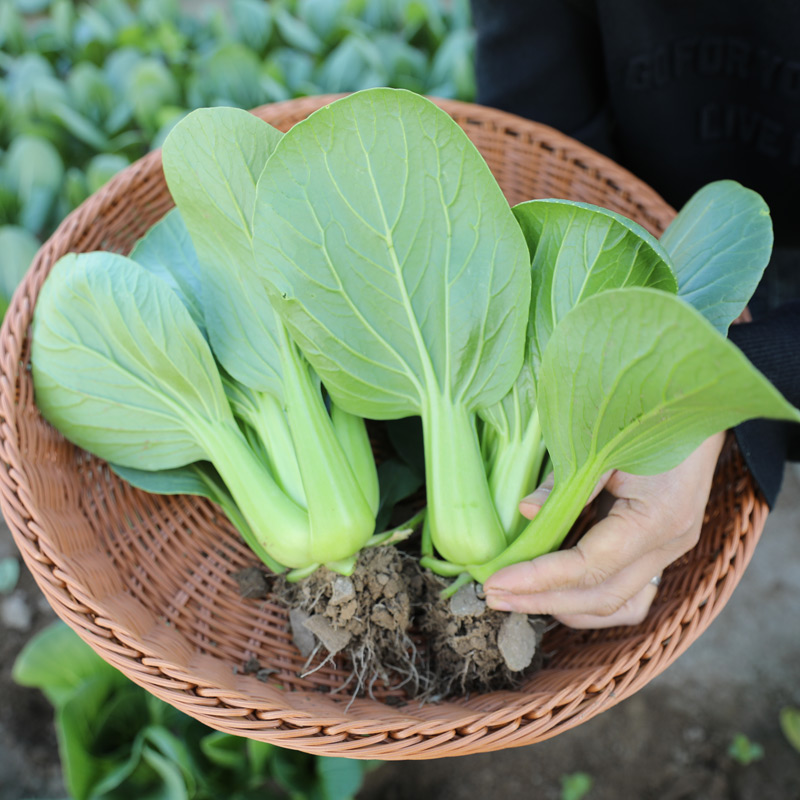 四季上海青种子矮脚小油菜春天的籽种蔬菜种籽阳台孑青菜南方菜种 - 图1