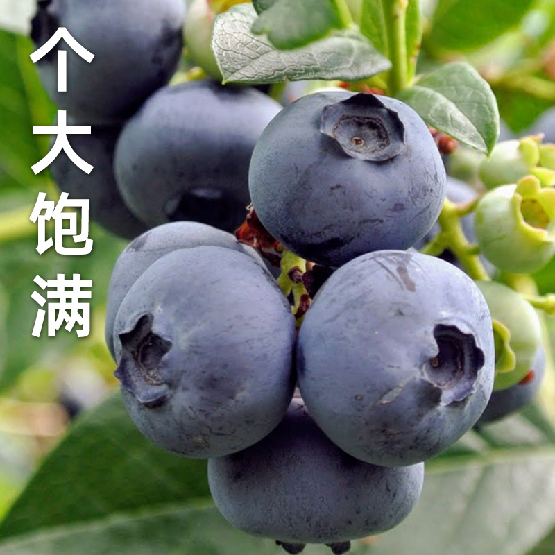 正宗l25蓝莓苗北方耐寒阳台南方盆栽小苗种植果苗春季蓝莓树