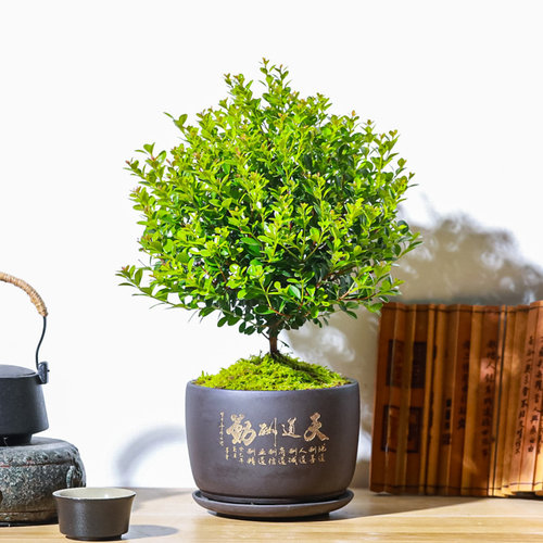 小叶赤楠喜阳喜水盆栽盆景微型迷你植物茶几窗台阳台四季常青绿植 - 图0