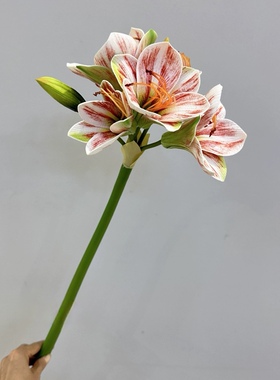 仿真手感君子兰朱顶红花客厅电视柜餐桌花瓶插花摆设茶几摆放花卉